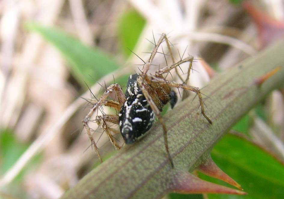 Oxyopes